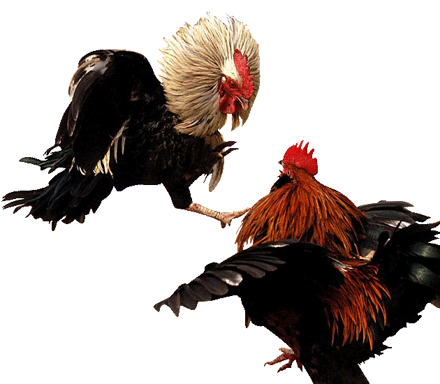 Cockfight. Black Rooster VST. Cock Fight. Видос cock Fight.